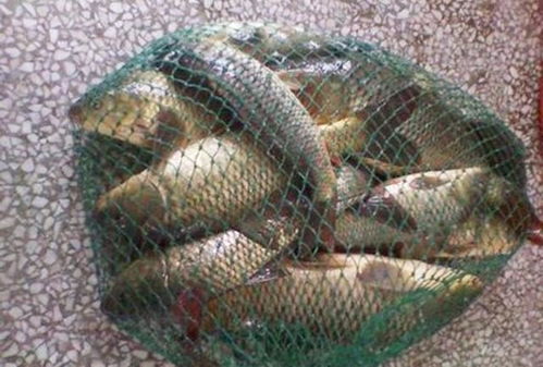 秋季钓鱼饵料特别腥怎么办？