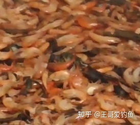 虾粉饵料,提升钓鱼成功率的秘诀