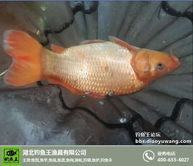 钓鱼王杆杆上鱼饵料怎么用,从入门到精通的完整指南 钓鱼王杆杆上鱼饵料怎么用,从入门到精通的完整指南