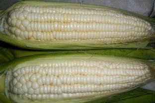 钓鱼饵料保鲜秘籍,拌好的饵料不变质的实用技巧