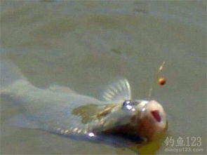 细鳞鱼垂钓秘籍,饵料选择全攻略