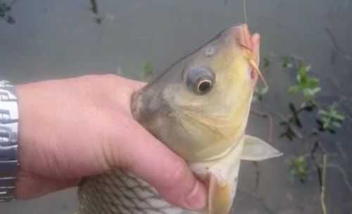 海杆与饵料的完美共振,提升你的海洋垂钓体验