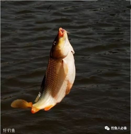 虾米钓鱼野钓鲫鱼饵料怎么配?这份配方和技巧让你轻松上鱼!