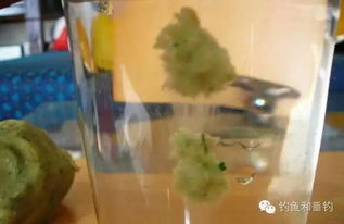 钓鱼饵料变稀了怎么办,解决方法与技巧