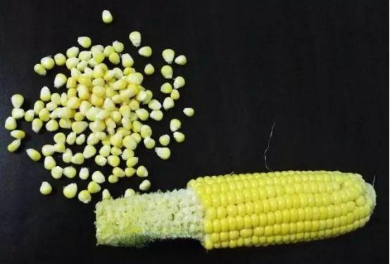 钓鱼饵料小虫子怎么办?这些实用技巧让你轻松应对!