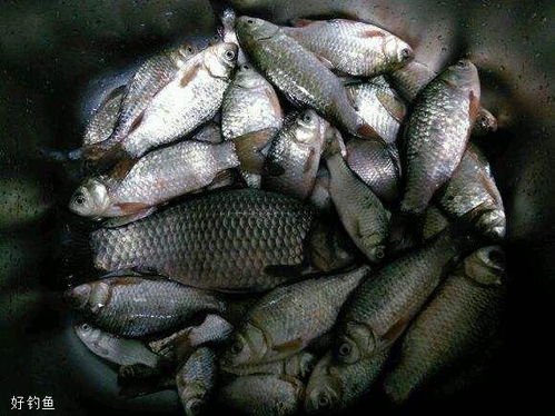 钓大鱼的秘诀,自制饵料材料全攻略