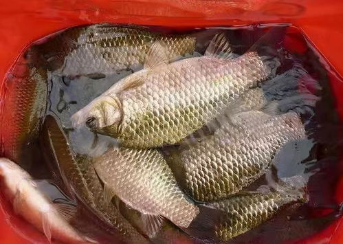 黑雕钓鱼饵料怎么用的视频,3分钟教你钓大鱼!