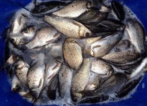 钓鱼直播中饵料出问题怎么办?5分钟解决秘籍!