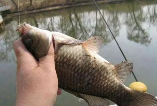 黑坑钓鱼饵料怎么吃的快？这几个技巧让你鱼获翻倍！