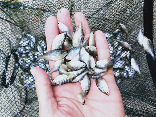 揭秘!这款秘制虾饵配方,让鱼儿疯狂咬钩,钓鱼高手必收!