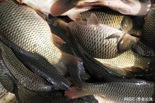 黑坑钓鱼饵料怎么加的多?这5个技巧让你鱼获翻倍!