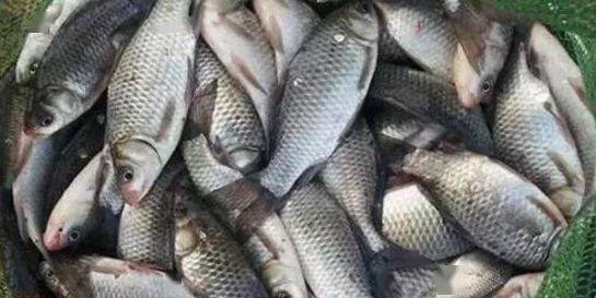 大湖钓鱼饵料怎么配?这5个要点让你的鱼儿争先恐后