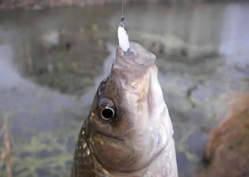 鸭血作钓鱼饵料怎么样,效果、优缺点及使用技巧