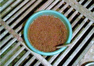 自制臭螺肉钓鱼饵料,完美配方与制作指南