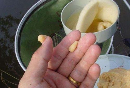 钓鱼饵料变红色怎么办?揭秘饵料变色背后的秘密与应对策略!