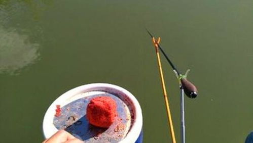 钓鱼饵料不用搓的三种方法,轻松上钩!