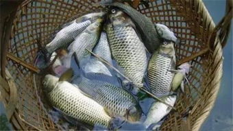 塘子钓鱼饵料怎么用?掌握这5个技巧,鱼获翻倍