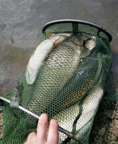 钓鱼饵料使用小秘密,掌握这几点,鱼儿主动上钩