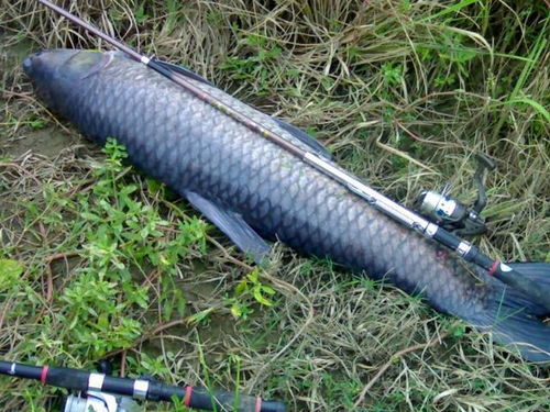 青鲟钓鱼饵料怎么用?这些技巧让你轻松上鱼