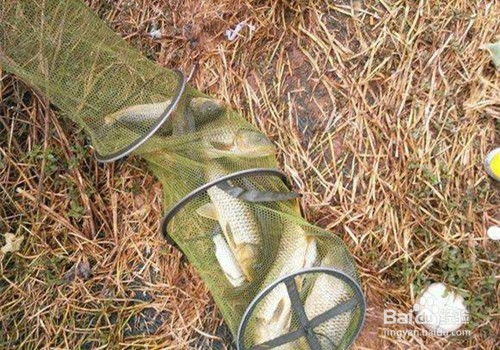 浮萍塘钓鱼饵料制作全攻略,从材料到使用技巧