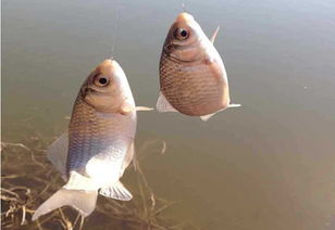 钓鱼秘籍，自制臭鱼饵料的科学配方与实战技巧