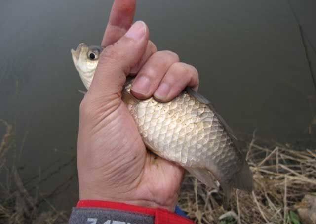三人钓鱼饵料怎么搭配好?专业钓友必看的饵料搭配指南