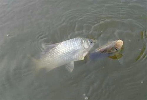 钓鱼饵料怎么更粘一点?这些方法让你的鱼饵牢牢粘住鱼口
