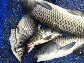 钓鱼饵料方饼配方制作全攻略,从零开始打造你的专属诱饵