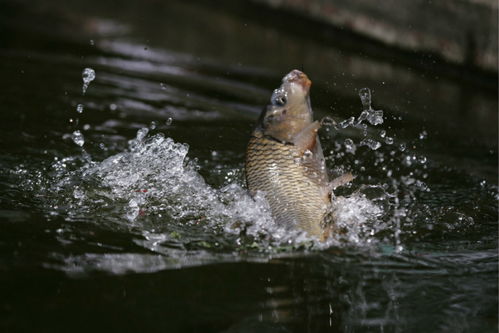 全龙鱼饵料怎么样,钓鱼爱好者的全面评测