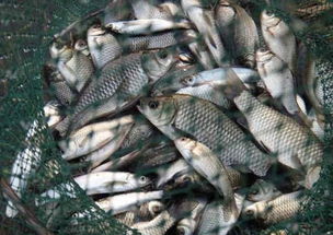 堰塘钓鱼饵料全攻略,选对饵料,鱼获翻倍