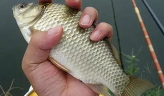 虾粉饵料的制作与使用技巧,让鱼儿疯狂咬钩