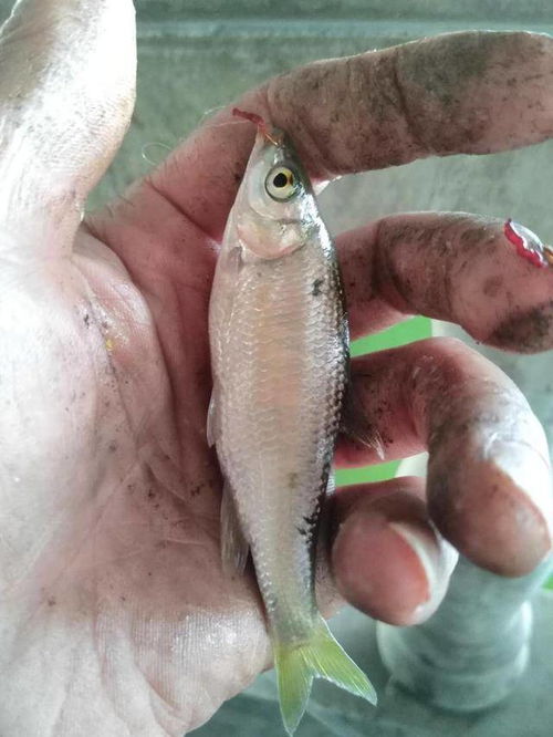 蒲河钓鱼饵料怎么用好？掌握这几点，鱼获翻倍！