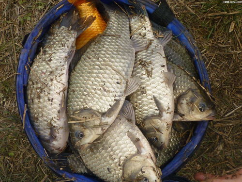 野钓饵料超诱怎么办?这5招让你鱼儿争先恐后咬钩!