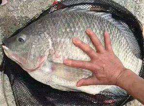 原塘钓鱼饵料秘方，三天学会配出鱼疯咬的饵