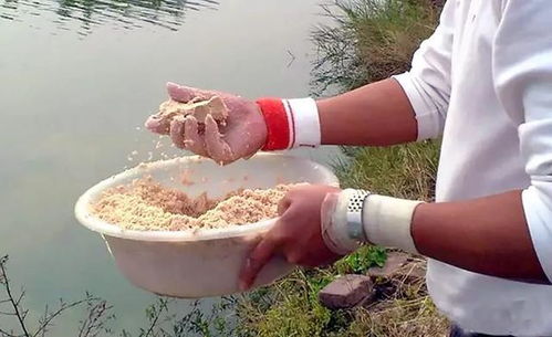 钓鱼人必读,饵料不附钩的终极解决方案