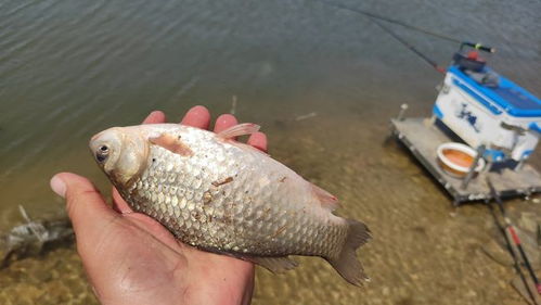 百鱼王钓鱼饵料怎么样?全面评测与用户反馈