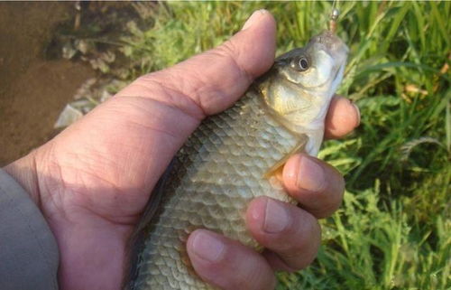 海竿钓鱼饵料泡制秘籍,让鱼儿疯狂咬钩的秘诀