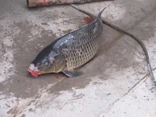 黑金豆饵料,钓鱼高手的秘密武器