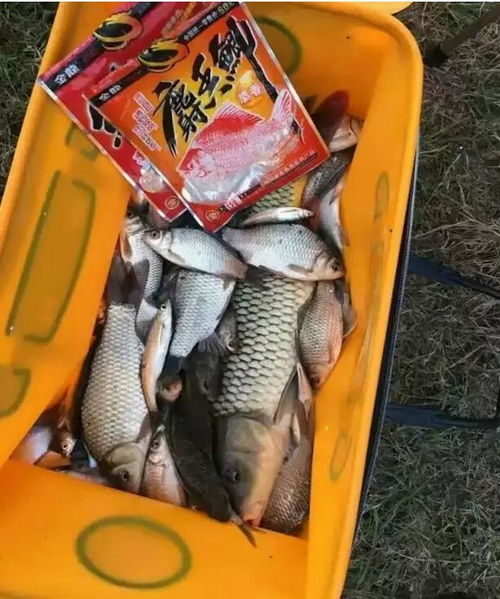 吴庆钓鱼饵料怎么样？实战派饵料的深度评测与选购指南