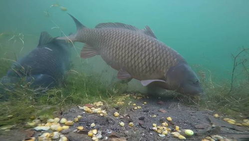 钓鱼饵料变花怎么办?3招教你快速应对