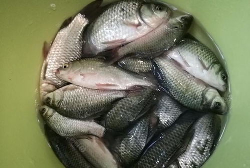 野钓高手必学,米酒窝料的完美配制方法