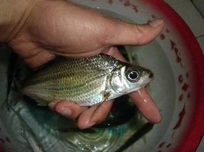 蓝鲫钓鱼饵料怎么做好吃？手把手教你制作诱鱼神器！