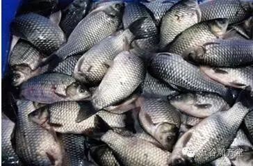 揭秘!自制钓鱼饵料黄金比例与秘方,手把手教你拌出鱼儿最爱的味觉陷阱