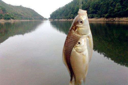 秋季钓鱼饵料钓鲫鱼怎么样？
