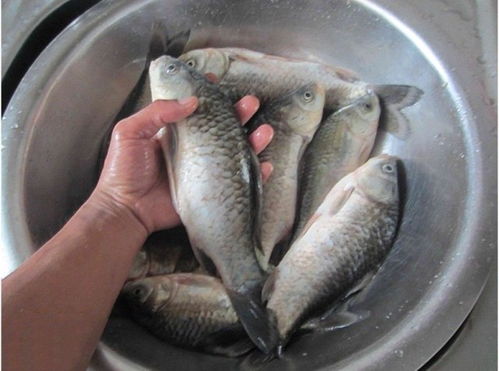 纯小麦钓鱼饵料怎么样配?这份配方让你鱼获翻倍