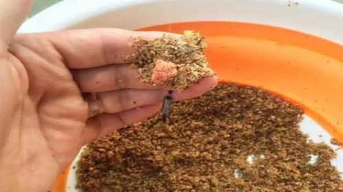 黑坑钓鱼饵料顺滑怎么办?这些原因和解决方法你一定要知道!