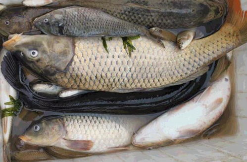 钓鱼饵料拼团秘籍，让鱼儿疯狂争食的美味配方