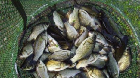 钓鱼饵料膏蟹怎么用的啊?这份详细指南让你轻松掌握!