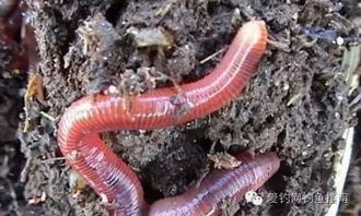 原神中的蚯蚓饵料制作指南,钓鱼高手的秘密武器