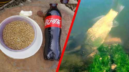 野钓饵料掉落怎么办?5分钟应急指南